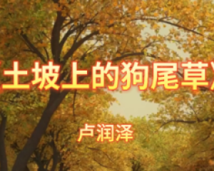 《土坡上的狗尾草》卢润泽【LRC歌词/mp3/无损音乐flac】